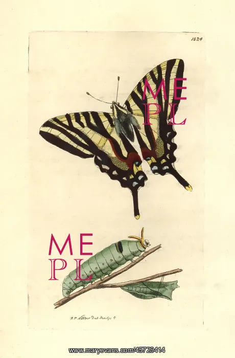 : Zebra swallowtail, Eurytides marcellus : Zebra swallowtail, Eurytides marcellus