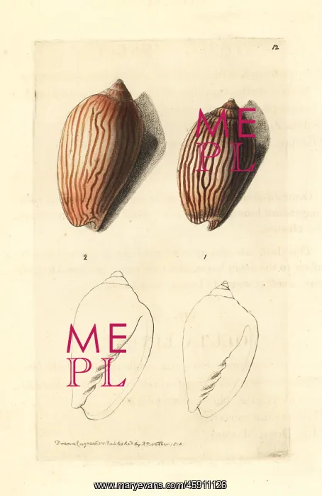 : Zebra volute, Amoria zebra : Zebra volute, Amoria zebra