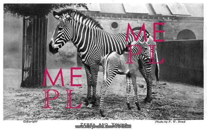  : A zebra and its young at London Zoo