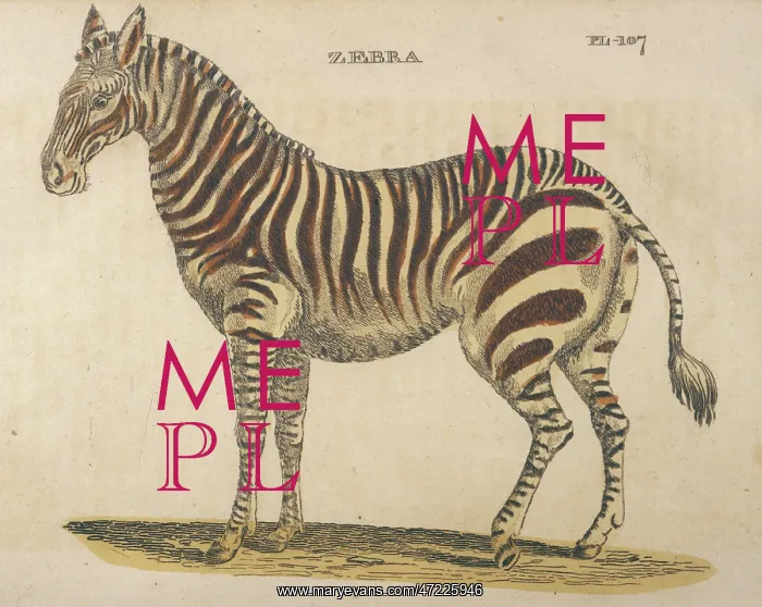 : ZEBRAS 1814 : ZEBRAS 1814