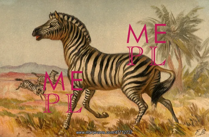  : Zebras