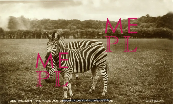 : Zebras, Central Paddock, Whipsnade Zoo, Bedfordshire : Zebras, Central Paddock, Whipsnade Zoo, Bedfordshire