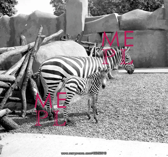  : Zebras, mother and foal