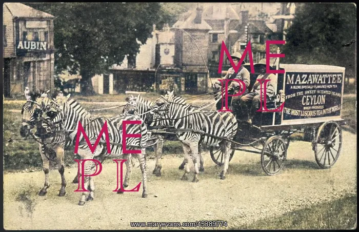 : ZEBRAS PULL MAZAWATTEE : ZEBRAS PULL MAZAWATTEE
