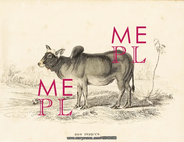 : Zebu or humped cattle, Bos primigenius indicus : Zebu or humped cattle, Bos primigenius indicus