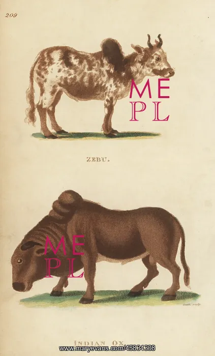 : Zebu and Indian ox, Bos indicus : Zebu and Indian ox, Bos indicus