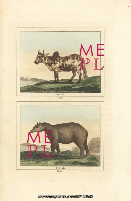 : Zebu and tapir : Zebu and tapir