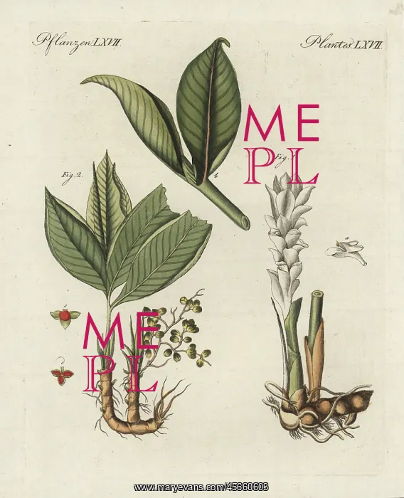 : Zedoary and grains of paradise : Zedoary and grains of paradise