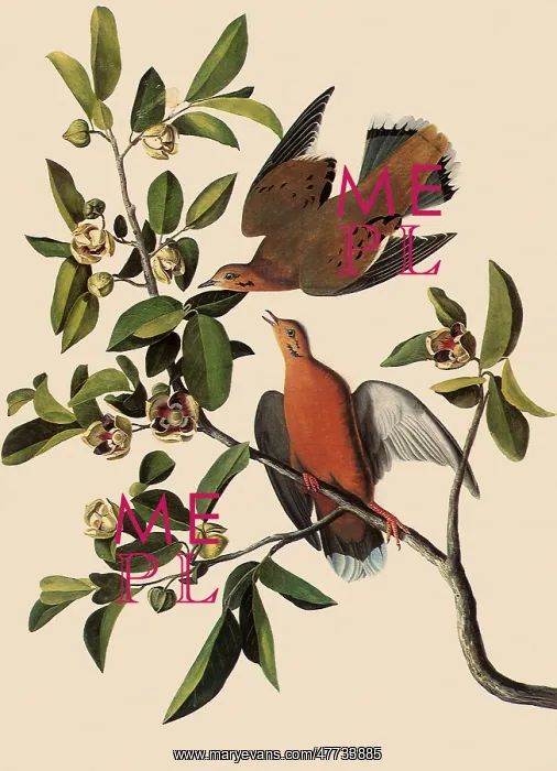  : Zenaida Doves