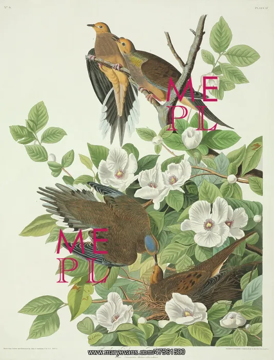 : Zenaida macroura, mourning dove : Zenaida macroura, mourning dove