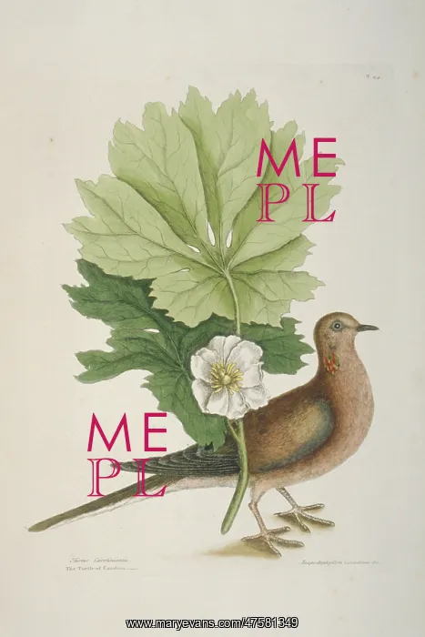 : Zenaida macroura, mourning dove : Zenaida macroura, mourning dove