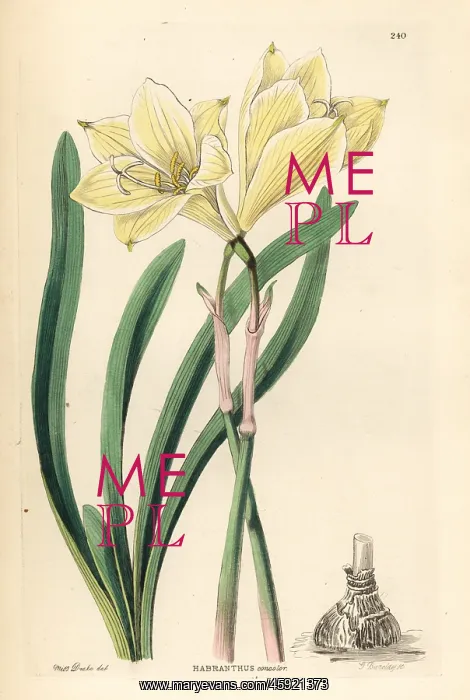 : Zephyr lily, Zephyranthes concolor : Zephyr lily, Zephyranthes concolor