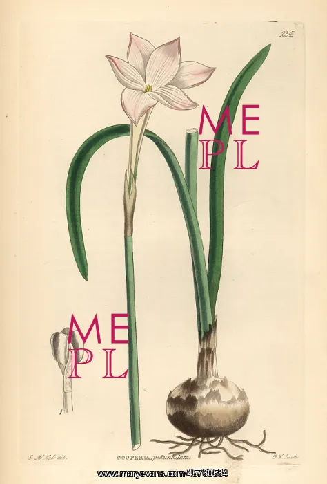 : Zephyr lily, Zephyranthes drummondii : Zephyr lily, Zephyranthes drummondii
