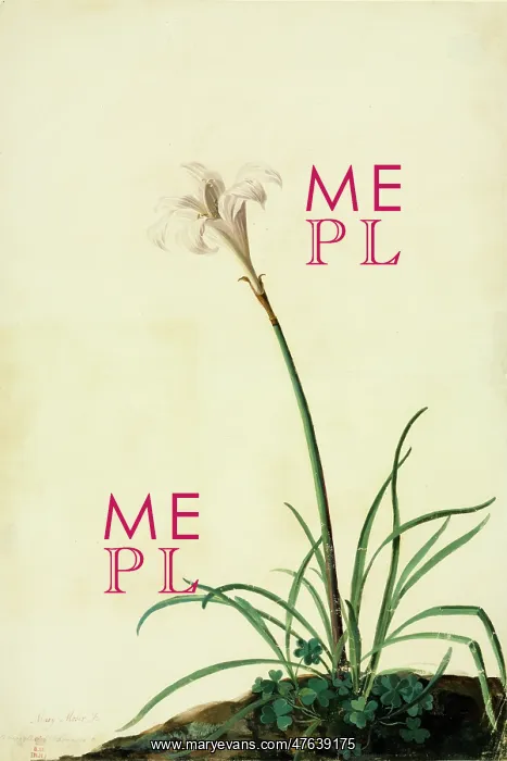 : Zephyranthes atamasco, amaryllis : Zephyranthes atamasco, amaryllis