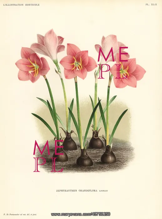 : Zephyranthes minuta : Zephyranthes minuta