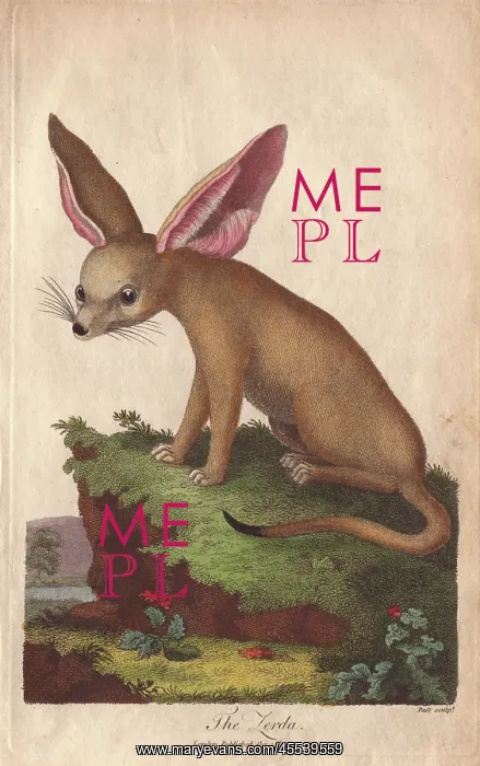 : Zerda or fennec fox, Vulpes zerda : Zerda or fennec fox, Vulpes zerda