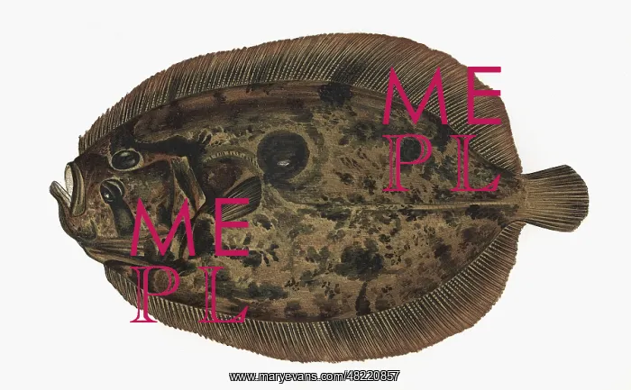 : Zeugopterus punctatus, or Topknot : Zeugopterus punctatus, or Topknot