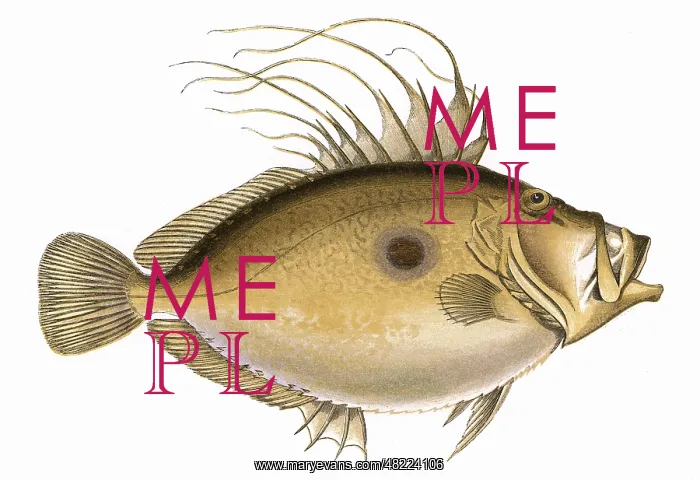 : Zeus faber, or John Dory : Zeus faber, or John Dory