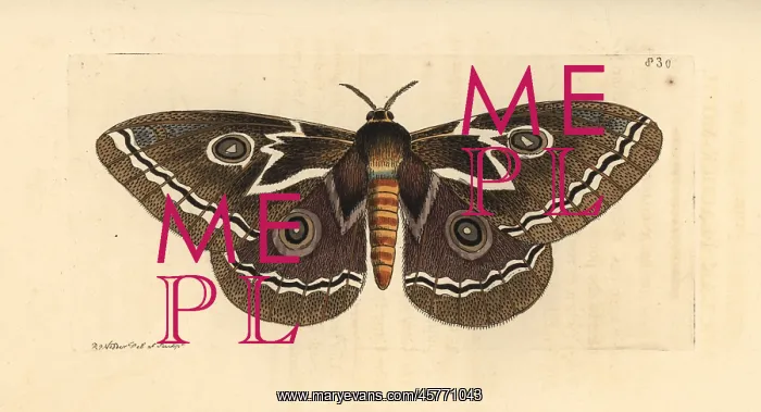 : Zig-zag emperor silkmoth, Gonimbrasia tyrrhea : Zig-zag emperor silkmoth, Gonimbrasia tyrrhea