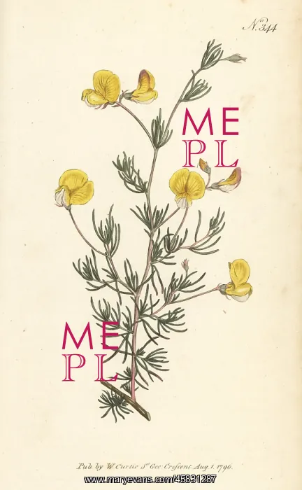 : Zigzag capegorse, Aspalathus bracteata : Zigzag capegorse, Aspalathus bracteata
