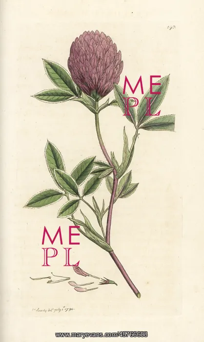 : Zigzag clover or trefoil, Trifolium medium : Zigzag clover or trefoil, Trifolium medium