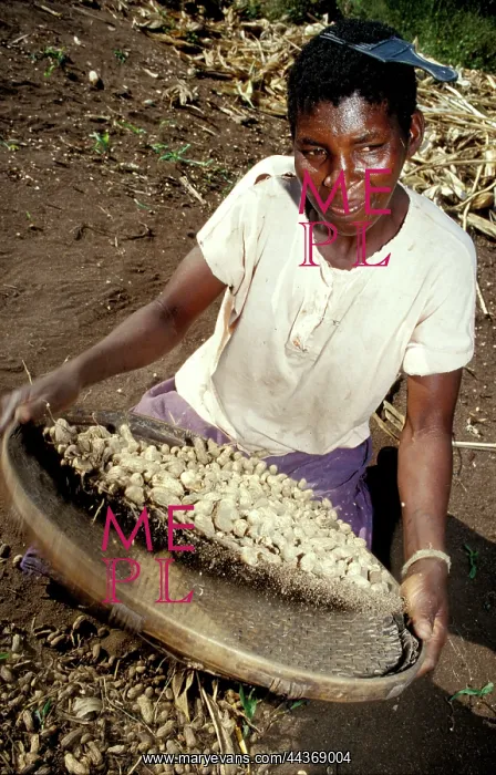 : Zimbabawe, cleaning ground nuts, 1999. Photo Paul Weinberg : Zimbabawe, cleaning ground nuts, 1999. Photo Paul Weinberg