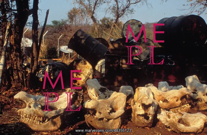 : Zimbabwe - The last rhino left in the Zambezi Valley : Zimbabwe - The last rhino left in the Zambezi Valley