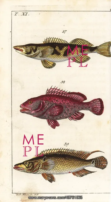 : Zingel, red hind and striped bass : Zingel, red hind and striped bass