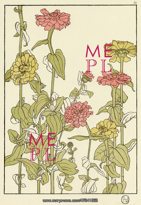 : Zinnia. Decorative flower study by Jeannie Foord, of a Zinnia, an annual flower : Zinnia. Decorative flower study by Jeannie Foord, of a Zinnia, an annual flower