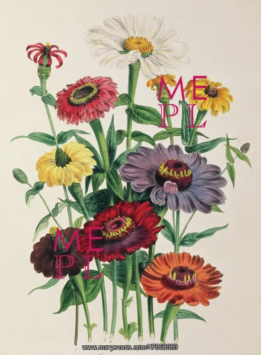 : Zinnia sp. zinnia : Zinnia sp. zinnia