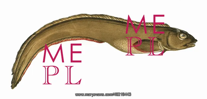 : Zoarces viviparus, or Viviparous Eelpout : Zoarces viviparus, or Viviparous Eelpout