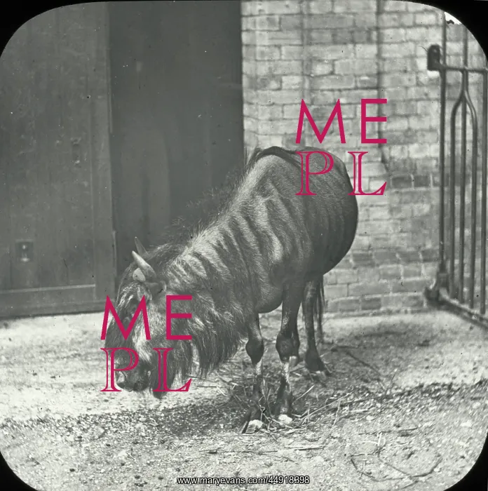 : Zoo - Brindled Gnu : Zoo - Brindled Gnu