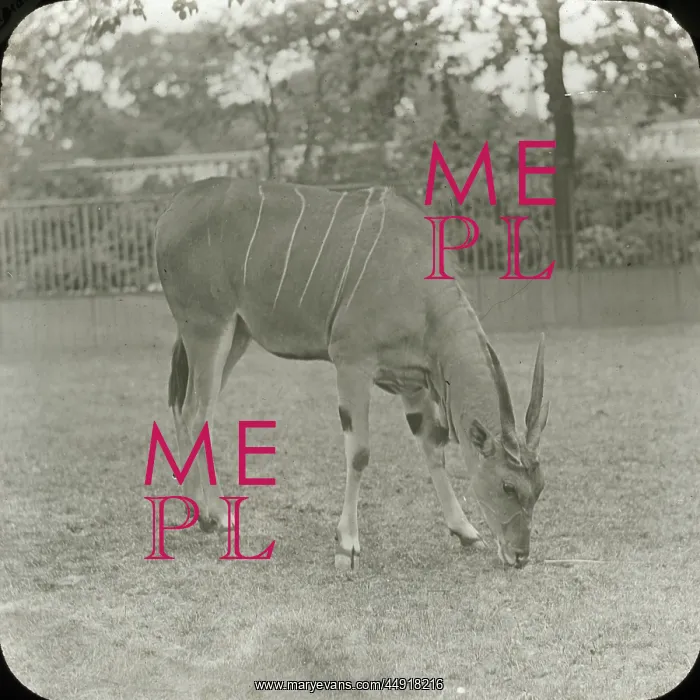 : Zoo - Eland : Zoo - Eland