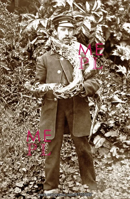  : Zoo keeper with python at London Zoo, Victorian period