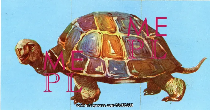  : Zoo Misfitz card game - tortoise