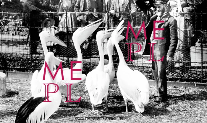  : Zoological Gardens, Pelicans 1913