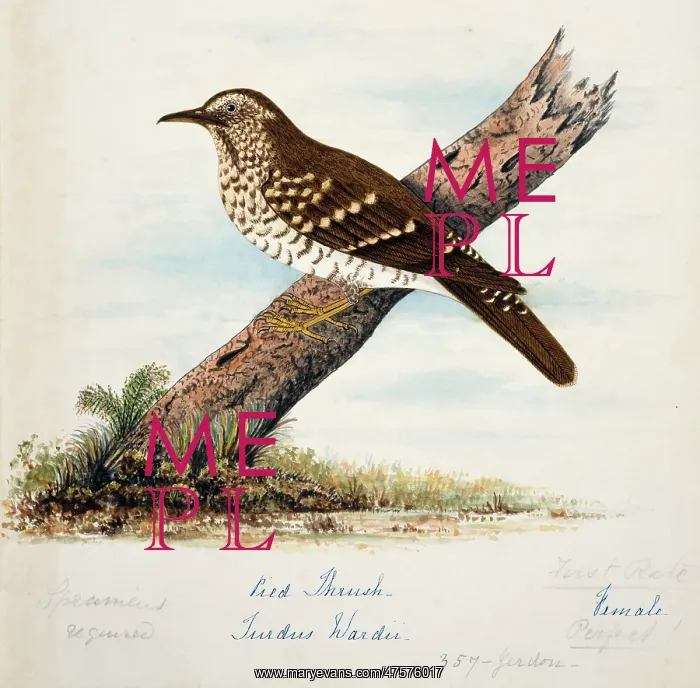 : Zoothera wardii, pied thrush : Zoothera wardii, pied thrush