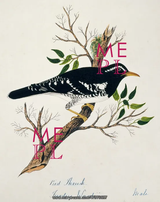 : Zoothera wardii, pied thrush : Zoothera wardii, pied thrush