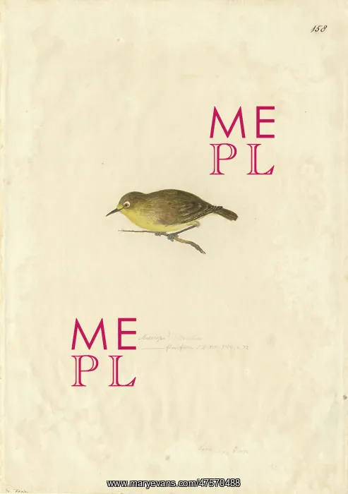 : Zosterops flavifrons, yellow-fronted white-eye : Zosterops flavifrons, yellow-fronted white-eye