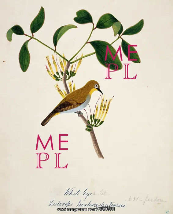 : Zosterops palpebrosus, oriental white-eye : Zosterops palpebrosus, oriental white-eye