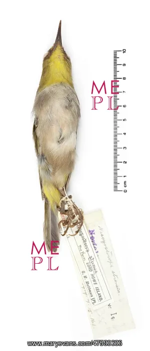 : Zosterops strenuus, Robust White-eye : Zosterops strenuus, Robust White-eye