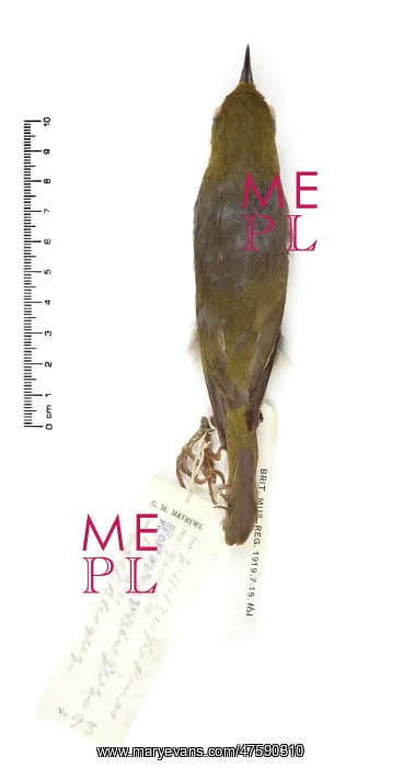 : Zosterops strenuus, Robust White-eye : Zosterops strenuus, Robust White-eye