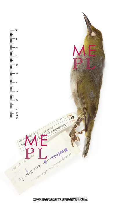 : Zosterops strenuus, Robust White-eye : Zosterops strenuus, Robust White-eye