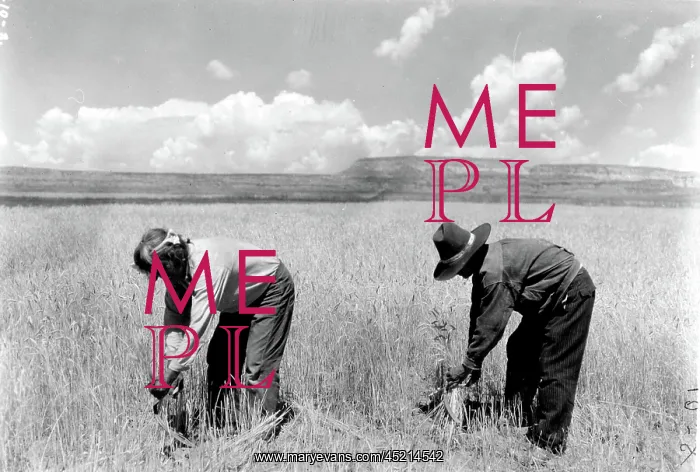 : ZUNI TRIBE-Pictured are two Zuni reapers ? : ZUNI TRIBE-Pictured are two Zuni reapers ?