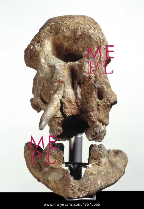: Zygolophodon atticus, mastodon : Zygolophodon atticus, mastodon
