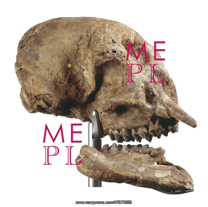 : Zygolophodon atticus, mastodon : Zygolophodon atticus, mastodon