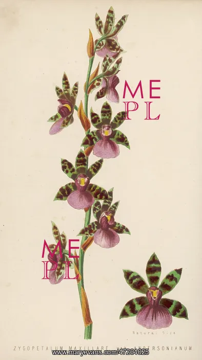  : ZYGOPETALUM MAXILLARE