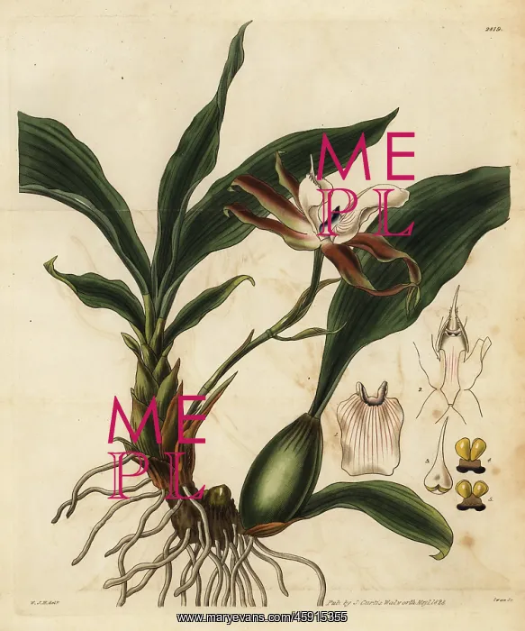 : Zygosepalum labiosum orchid : Zygosepalum labiosum orchid