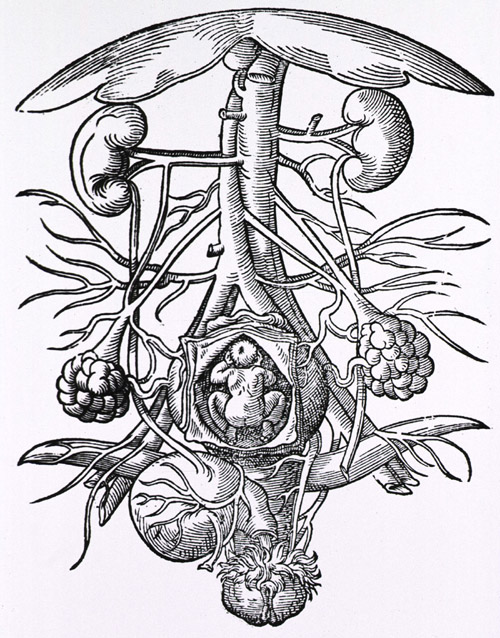 Anatomy of pregnancy. Engraving from the 16th century of the anatomy of a pregnant woman's urogenital system. Within the opened uterus (lower center) is a fetus. The ovaries are at lower left and lower right, with the vagina at bottom center. At bottom left is the bladder, whilst the kidneys are at upper left and upper right. The vertical blood vessels between the kidneys are the aorta artery (narrower of the 2) and the inferior vena cava vein. These split (at center) to form iliac veins and arteries. The umbrella-shaped object (at top) is the liver. Image taken from De conceptu et generatione hominis (1580) by Jakob Rueff.