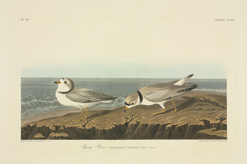Charadrius melodus, piping plover. Plate 220 from John James Audubon's Birds of America, original double elephant folio (1834-35).
1830s